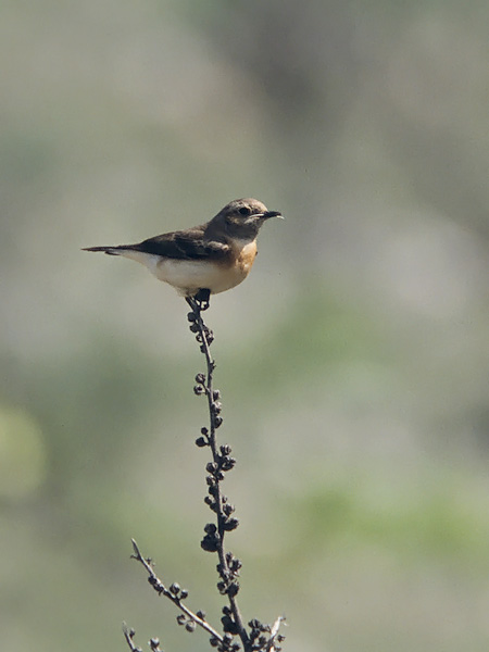 Rusotasku, Black-eared Wheatear, Oenanthe hispanica